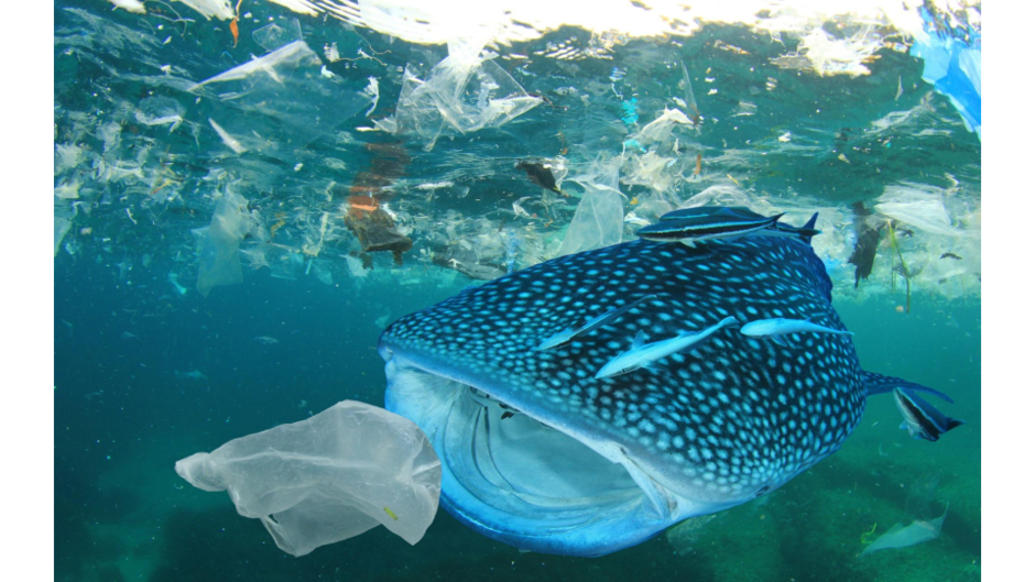 Ingestão de plásticos por espécies marinhas